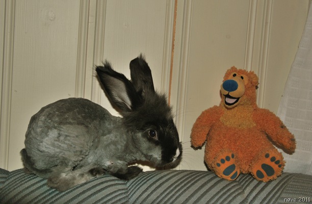 Nalle I Det Blå Huset